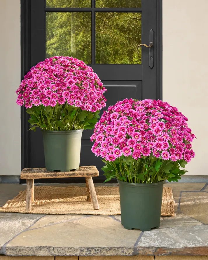 🐈🌷🇺🇸GFOUK®Charming Blossom Seeds - cikryna