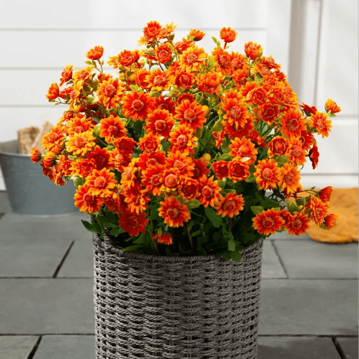 🐈🌷🇺🇸GFOUK®Charming Blossom Seeds - cikryna