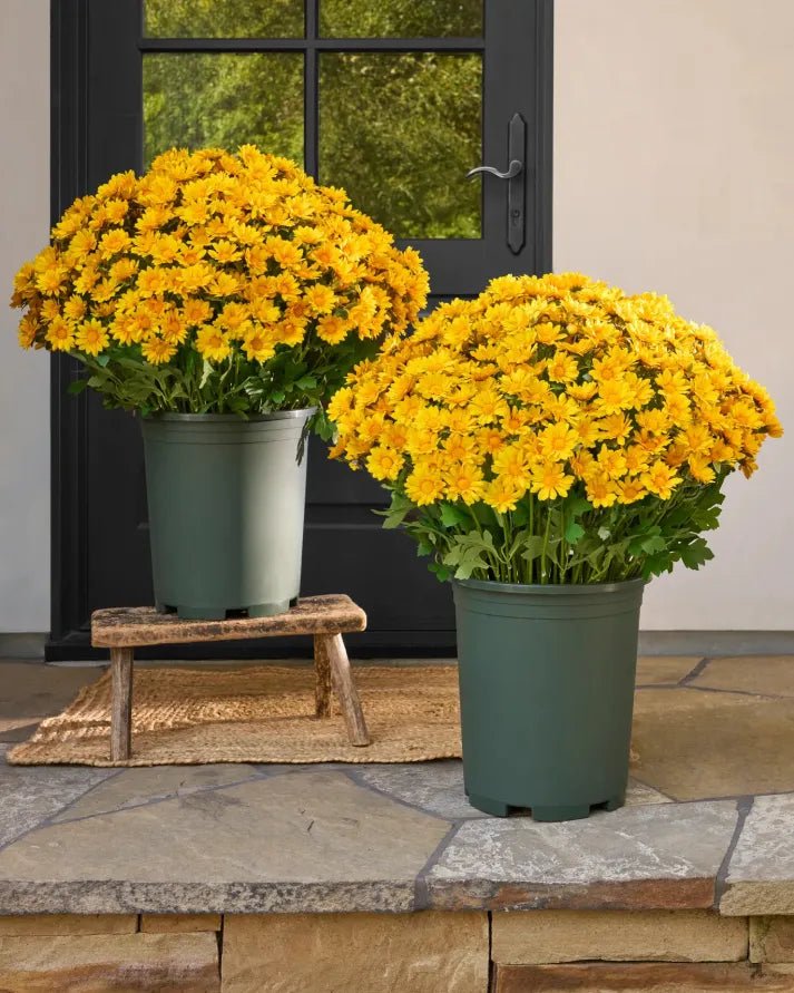 🐈🌷🇺🇸GFOUK®Charming Blossom Seeds - cikryna