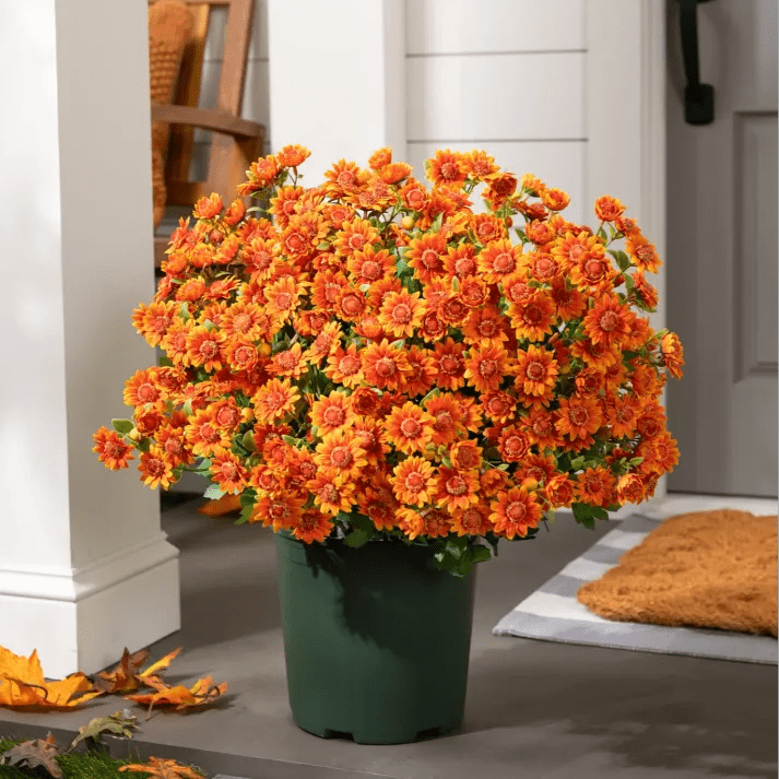 🐈🌷🇺🇸GFOUK®Charming Blossom Seeds - cikryna