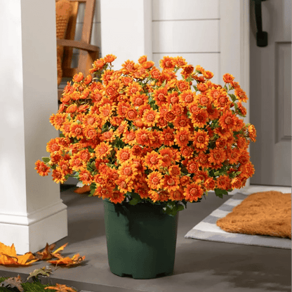 🐈🌷🇺🇸GFOUK®Charming Blossom Seeds - cikryna