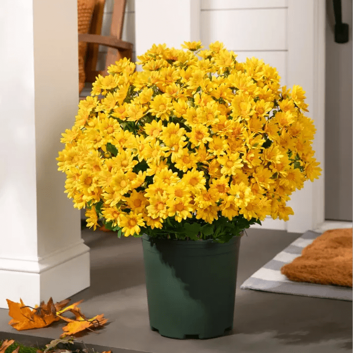 🐈🌷🇺🇸GFOUK®Charming Blossom Seeds - cikryna