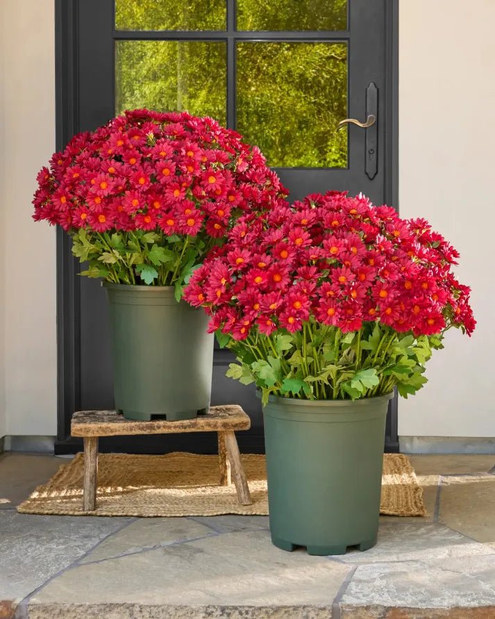 🐈🌷🇺🇸GFOUK®Charming Blossom Seeds - cikryna