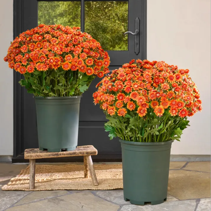 🐈🌷🇺🇸GFOUK®Charming Blossom Seeds - cikryna