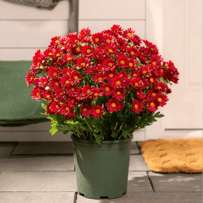 🐈🌷🇺🇸GFOUK®Charming Blossom Seeds - cikryna