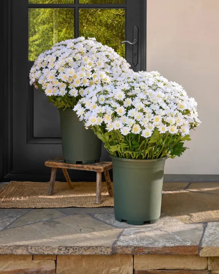🐈🌷🇺🇸GFOUK®Charming Blossom Seeds - cikryna