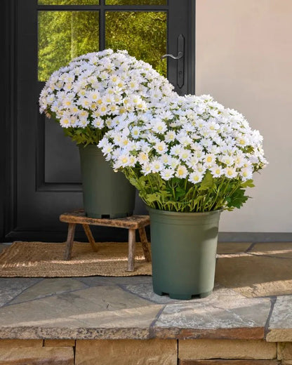 🐈🌷🇺🇸GFOUK®Charming Blossom Seeds - cikryna