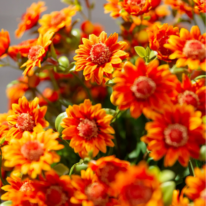 🐈🌷🇺🇸GFOUK®Charming Blossom Seeds - cikryna