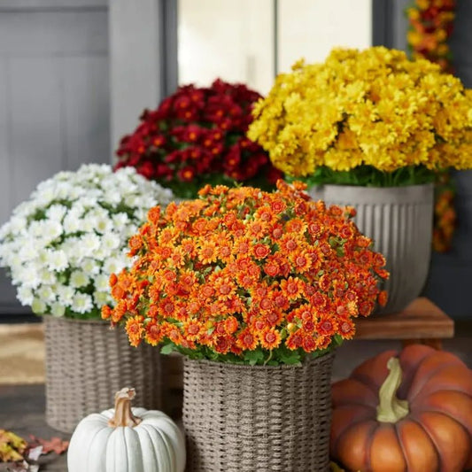 🐈🌷🇺🇸GFOUK®Charming Blossom Seeds - cikryna
